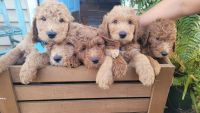 Golden Doodle Puppies for sale in Nashville, TN, USA. price: $1,500