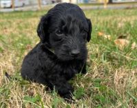 Golden Doodle Puppies for sale in Golconda, IL 62938, USA. price: $450