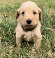 Golden Doodle Puppies for sale in Golconda, IL 62938, USA. price: $350