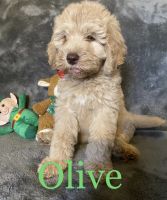 Golden Doodle Puppies for sale in Hopkinsville, KY, USA. price: NA