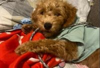 Golden Doodle Puppies for sale in Pittston, PA 18641, USA. price: $400