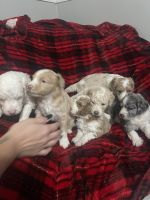 Golden Doodle Puppies for sale in Ironton, OH, USA. price: $800