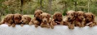 Golden Doodle Puppies for sale in College Station, TX, USA. price: $1,950