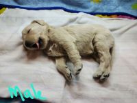 Golden Doodle Puppies for sale in Williamsport, PA, USA. price: $1,000