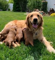Golden Doodle Puppies for sale in Pelion, SC 29123, USA. price: $500