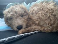 Golden Doodle Puppies for sale in Pittston, PA 18641, USA. price: $530