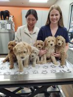 Golden Doodle Puppies for sale in Salt Lake City, UT, USA. price: $2,850