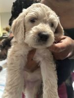 Golden Doodle Puppies for sale in Tacoma, WA, USA. price: $2,500