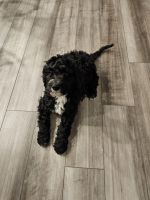 Golden Doodle Puppies for sale in Houston, TX, USA. price: $125,000