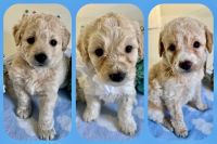 Golden Doodle Puppies for sale in Miami, FL 33157, USA. price: $1,500