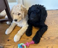 Golden Doodle Puppies for sale in Shelbyville, KY 40065, USA. price: $950