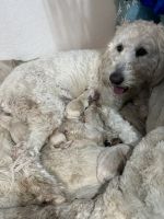 Golden Doodle Puppies for sale in Surprise, AZ 85388, USA. price: $2,000