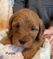 Golden Doodle Puppies for sale in Fillmore, UT 84631, USA. price: $1,000