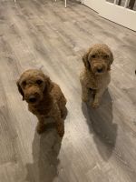Golden Doodle Puppies for sale in Oakland, NJ 07436, USA. price: NA
