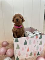 Golden Doodle Puppies for sale in Buckeye, AZ, USA. price: $2,700