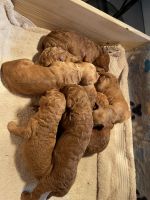 Golden Doodle Puppies for sale in Inglewood, CA, USA. price: $2,500
