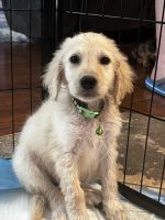 Golden Doodle Puppies for sale in Temecula, CA, USA. price: $600