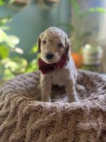 Golden Doodle Puppies for sale in Bourne, MA, USA. price: $1,800