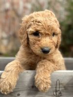 Golden Doodle Puppies for sale in Jasper, AL, USA. price: $1,000
