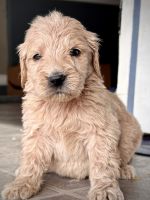 Golden Doodle Puppies for sale in Macon, GA, USA. price: $950