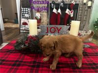 Golden Doodle Puppies for sale in Rock Spring, GA, USA. price: $600