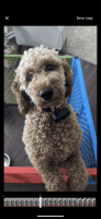 Golden Doodle Puppies for sale in Blandon, PA, USA. price: $500