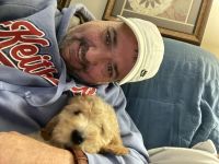 Golden Doodle Puppies for sale in Bettendorf, IA, USA. price: $600