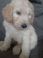 Golden Doodle Puppies for sale in Jacksonville, NC, USA. price: NA