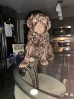 Golden Doodle Puppies for sale in Charlotte, NC, USA. price: $17,002,000