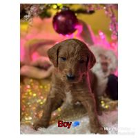 Golden Doodle Puppies for sale in Orlando, FL, USA. price: $2,100