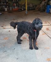 Golden Doodle Puppies for sale in Cleveland, OH, USA. price: $700