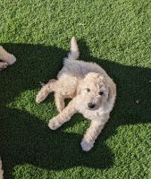 Golden Doodle Puppies for sale in El Paso, TX, USA. price: $1,950