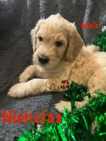 Golden Doodle Puppies for sale in Mesa, AZ, USA. price: NA