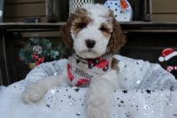 Golden Doodle Puppies for sale in Grand Rapids, MI, USA. price: $1,600