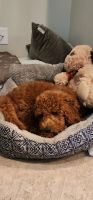 Golden Doodle Puppies for sale in Stuart, Florida. price: $3,000