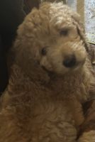 Golden Doodle Puppies for sale in Kittanning, PA 16201, USA. price: NA