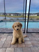 Golden Doodle Puppies for sale in North Port, Florida. price: $700