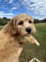 Golden Doodle Puppies for sale in Ocala, FL, USA. price: $1,500