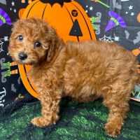Golden Doodle Puppies for sale in Dallas, Texas. price: NA