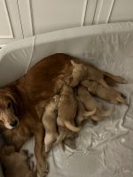 Golden Doodle Puppies for sale in Lawrenceburg, Tennessee. price: NA