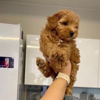 Golden Doodle Puppies for sale in Bayonne, NJ, USA. price: $1,000