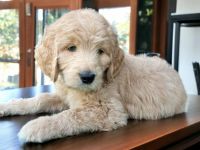Golden Doodle Puppies for sale in Blairsville, Georgia. price: NA