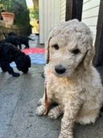 Golden Doodle Puppies for sale in Thousand Oaks, California. price: $1,700