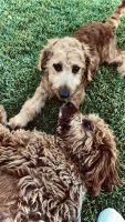 Golden Doodle Puppies for sale in Bel Air, Maryland. price: NA
