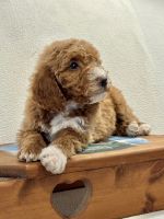 Golden Doodle Puppies for sale in Lynchburg, Virginia. price: $1,300
