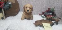 Golden Doodle Puppies for sale in Rexford, MT 59930, USA. price: NA