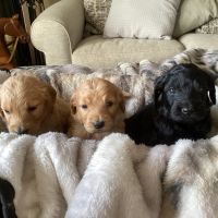 Golden Doodle Puppies for sale in Linden, NC 28356, USA. price: $1,500