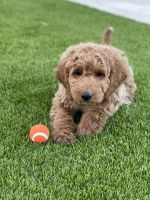 Golden Doodle Puppies for sale in Mission Hills, California. price: $1,200
