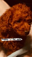 Golden Doodle Puppies for sale in Wilmington, Delaware. price: $700