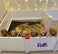 Golden Doodle Puppies for sale in Spring Lake, North Carolina. price: $1,500